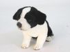Hansa Peluche Border Collie chiot peluche 25 cm