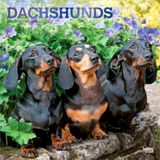 Dachshunds BrownTrout Dachshunds - Dackel 2027 - 16-Monatskalender