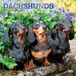Dachshunds BrownTrout Dachshunds - Dackel 2027 - 16-Monatskalender