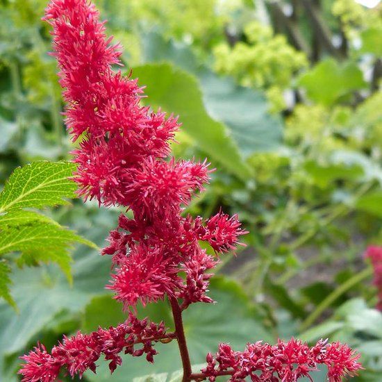 Griffioen Astilbe (A) 'Fanal' - 1 stuk - Rood - 11x11 cm Kwekerspot