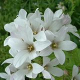 Arborix Campanula 6 x Lact. 'Alba' - Celtisbladklokje pot 9x9cm