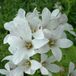 Arborix Campanula 6 x Lact. 'Alba' - Celtisbladklokje pot 9x9cm