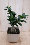 Warentuin Natuurlijk Bonsai Ficus Microcarpa 30 cm kamerplant