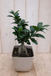 Warentuin Natuurlijk Bonsai Ficus Microcarpa 30 cm kamerplant