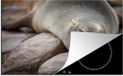 Merkloos KitchenYeah® Inductie beschermer 77x51 cm - Close-up van een slapende zeehond - Inductie kookplaat accessoire