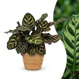 Green boutiQ Calathea Makoyana Pauwenplant - 1 Plant - Pot 12cm - Hoogte 25cm