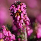 Arborix Erica Erica darleyensis Rood - Winterheide|dopheide 12-15 cm in pot