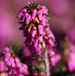 Arborix Erica Erica darleyensis Rood - Winterheide|dopheide 12-15 cm in pot