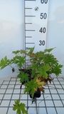 GRDplanten Groendecor Tuinarchitectuur 6x Ooievaarsbek - Geranium psil. 'Red Admiral' | 9x9 cm pot