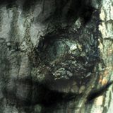 La Valse des Monstres/the