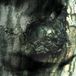 La Valse des Monstres/the