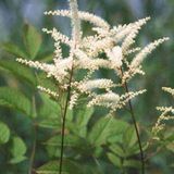 Arborix Aruncus 6 x Aruncus aethusifolius - Geitenbaard pot 9x9 cm