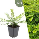 Plants by Frank | 12 Struikkamperfoelie planten | Lonicera nitida 'Maigrün' | Winterharde bodembedekker planten | tuinplanten | Winterharde vaste planten meerjarig | Winterharde tuinplanten