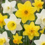 Green boutiQ - 80x Narcissus Botanical Mix - Botanische narcissenmix - Geel en Wit - Verwilderingsbol - Bolmaat 10/12
