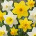 Green boutiQ - 80x Narcissus Botanical Mix - Botanische narcissenmix - Geel en Wit - Verwilderingsbol - Bolmaat 10/12