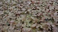 GRDplanten Groendecor Tuinarchitectuur 6x Purperklokje - Heuchera hybr. 'Pinot Gris' | 9x9 cm pot