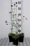 GRDplanten Groendecor Tuinarchitectuur 6x Duifkruid - Scabiosa col. 'Butterfly Blue' | 9x9 cm pot