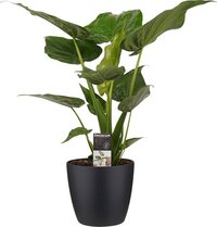 Decorum Alocasia Cucullata - Elho brussels black – ↨ 65cm – ⌀ 19cm