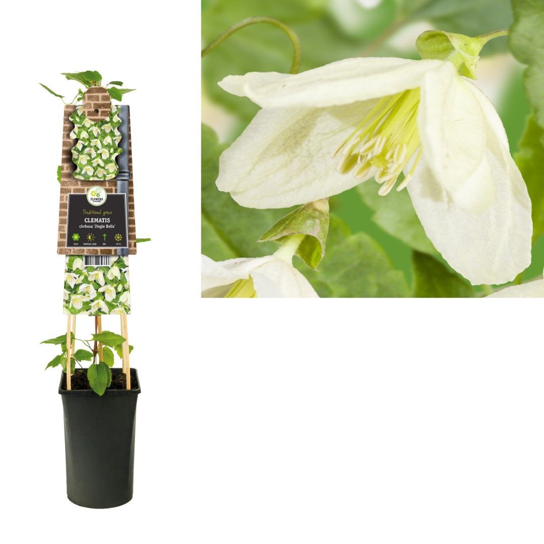 Van der Starre Klimplant Clematis cirrhosa Jingle Bells 75 cm Bosrank