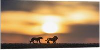 Merkloos / Sans marque Vlag - Dieren bij Zonsondergang - 100x50 cm - Polyester