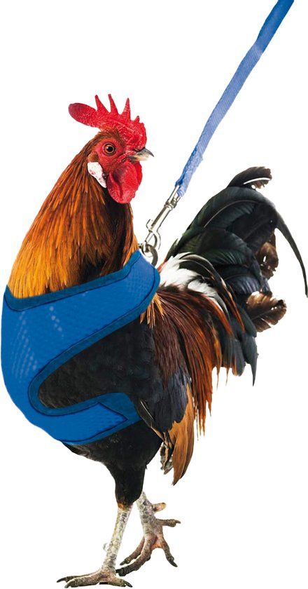 Gaun Kippenharnas - Blue Chicken Harness with Clip Closure - 114cm Lead - One Size