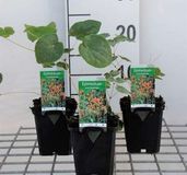 GRDplanten Elfenbloem 6x Epimedium warleyense | 9x9 cm pot