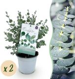 Green boutiQ Eucalyptus gunni - 2 winterharde planten - Grijs Blauw - Pot 14cm - Hoogte 30cm