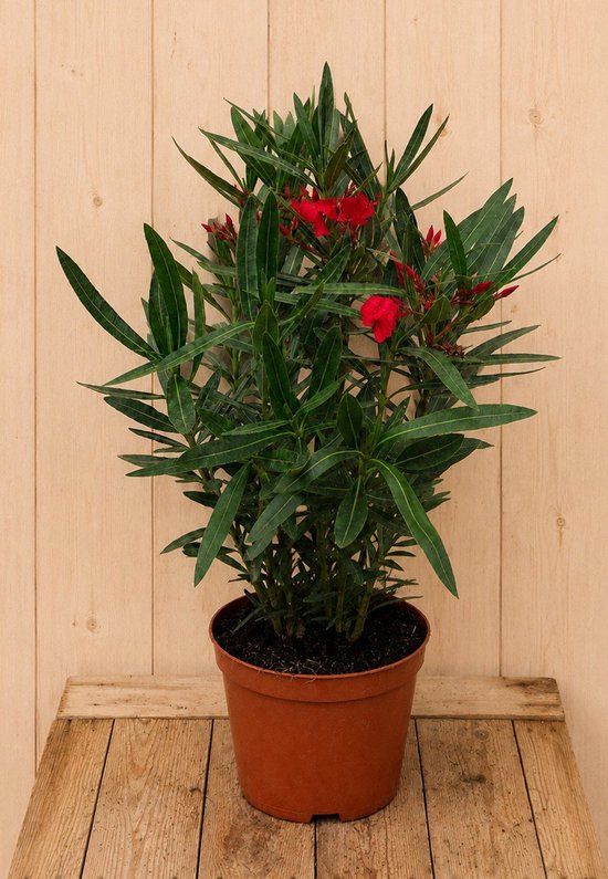Warentuin Natuurlijk Nerium oleander rood 55 cm