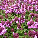 Arborix Prunella Webbiana 'Rosea' - 6 stuks