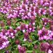Arborix Prunella Webbiana 'Rosea' - 6 stuks
