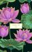 Aquarupella Lotus Pocketagenda 2027