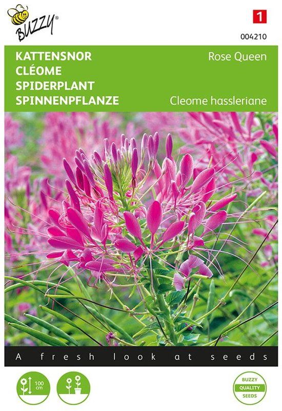 Buzzy Kattensnor Rose Queen - Cleome spinosa