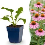 Plantenboetiek.nl Echinacea purp. Magnus - Zonnehoed - Roze - 6 Planten