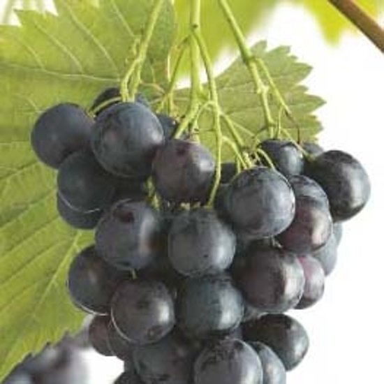 Fruithof Vitis vinifera Muscat Blue