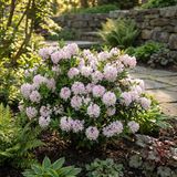 Bloomique - Set van 2 - Rhododendron Bloombux Pink - Dwerg Rhododendron - Tuinplanten - Winterhard - Hoogte 30-40 cm