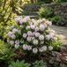 Bloomique - Set van 2 - Rhododendron Bloombux Pink - Dwerg Rhododendron - Tuinplanten - Winterhard - Hoogte 30-40 cm