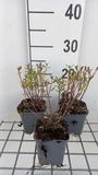 GRDplanten Groendecor Tuinarchitectuur 6x Struiksalie - Salvia greggii 'Amethyst Lips' | 9x9 cm pot