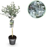 Green boutiQ - Plant op Stam - Eucalyptus gunni Azure - Terras Plant - Bladhoudend - Winterhard - Grijs Blad - Pot 19cm - Hoogte 90cm