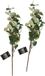 Bellatio Design Fleur artificielle/branche artificielle Eucalyptus Narvik - 2x - 92 cm - vert clair
