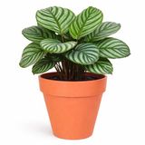 Mega Collections Plantenpot - Kunststof - Oranje - Binnen/Buiten - D34xH33 cm