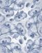 Komar Fotobehang Orchidée 200x250cm Vliesbehang