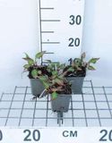 GRDplanten Duizenknoop 6x Persicaria ampl. 'J.s. Calor' | 9x9 cm pot