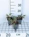 GRDplanten Duizenknoop 6x Persicaria ampl. 'J.s. Calor' | 9x9 cm pot
