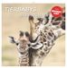 Tierbabys Neumann Verlage Tierbabys 2027 Wandkalender
