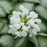 Arborix Lamium 6 x Lamium Maculatum 'White Nancy' - Dovenetel pot 9x9cm