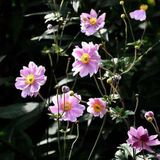 Arborix Anemone hupehensis 'Prinz Heinrich' - Herfstanemoon pot 9x9 cm - Sierlijke herfstbloeiende vaste plant