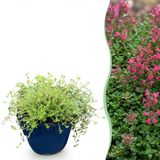 Green boutiQ Thymus praecox Red Carpet - KruipTijm - Geurend - Rood-Roze - 1 Plant - Pot 11cm - Hoogte 15-25cm