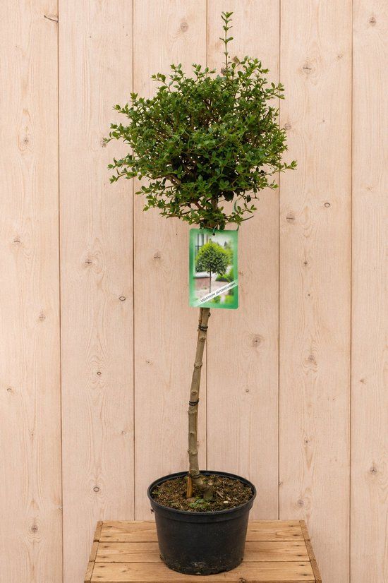 Warentuin Natuurlijk Ligustrum Delavayanum Liguster 100 cm