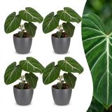 Green boutiQ Philodendron Gloriosum - 4 Planten - Pot 12cm - Hoogte 25cm