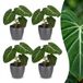 Green boutiQ Philodendron Gloriosum - 4 Planten - Pot 12cm - Hoogte 25cm